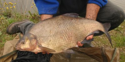 9-10bream.jpg