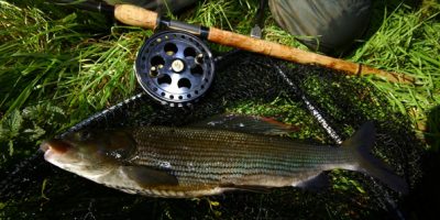 grayling1.jpg