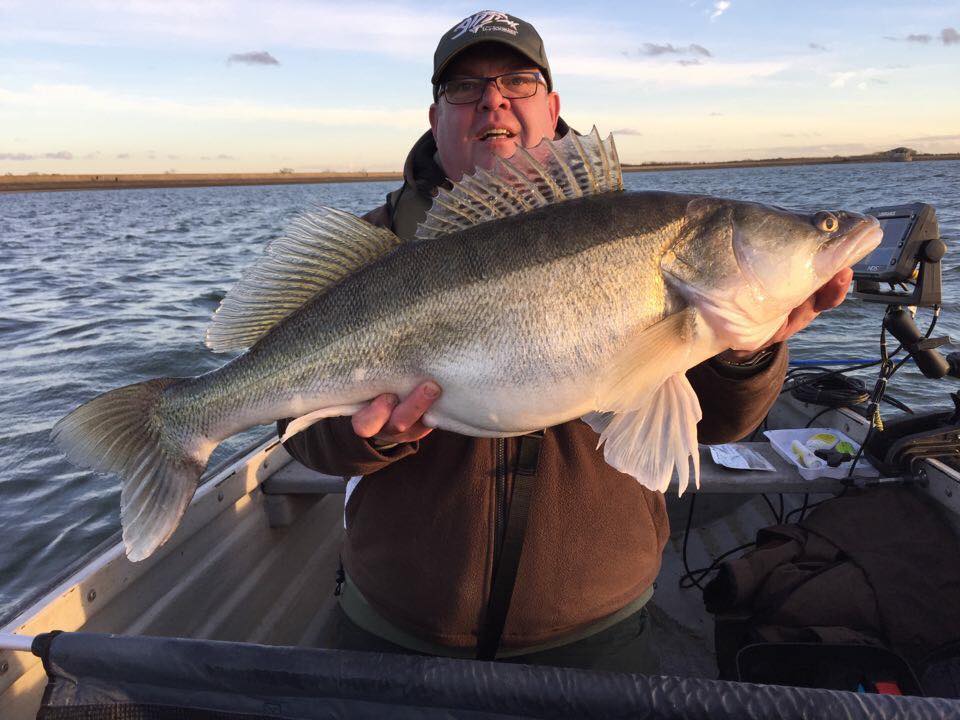 Near 20lb zander from Grafham Water – Total Fishing