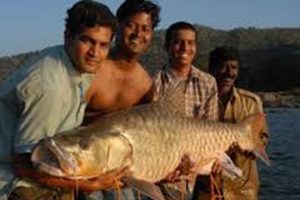 golden mahseer himalayas india