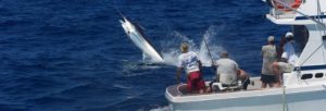 black marlin cairns australia