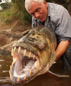 goliath tiger fish congo