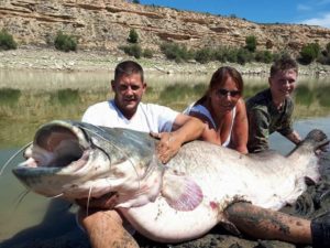 wels catfish river ebro spain