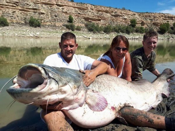 Wels Catfish, River Ebro, Spain – Total Fishing