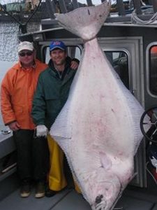 halibut alaska