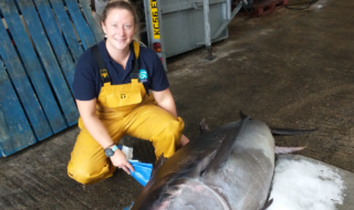 Atlantic bluefin tuna found in Chichester Harbour