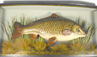 Clarissa the carp to be auctioned