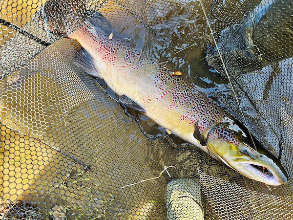 Malloch Trophy Winner